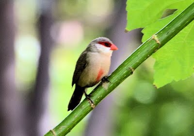 hawaii birds red head